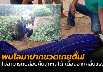 พบโลมาปากขวดเกยตื้น! ไม่สามารถปล่อยคืนสู่ทะเลได้ เนื่องจากคลื่นแรง