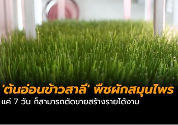 ‘ต้นอ่อนข้าวสาลี’ พืชผักสมุนไพร แค่ 7 วัน ก็สามารถตัดขายสร้างรายได้งาม