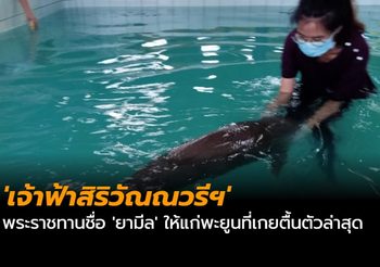 ‘เจ้าฟ้าสิริวัณณวรีฯ’ พระราชทานชื่อ ‘ยามีล’ ให้แก่พะยูนที่เกยตื้นตัวล่าสุด
