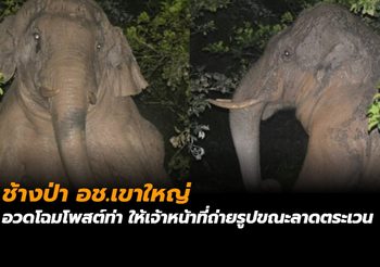 ช้างป่า อช.เขาใหญ่ อวดโฉมโพสต์ท่า ให้เจ้าหน้าที่ถ่ายรูปขณะลาดตระเวน
