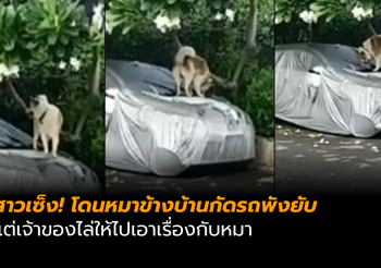 สาวโพสต์คลิป โดนหมาข้างบ้านกัดรถพัง แต่เจ้าของไล่ไปเอาเรื่องกับหมา