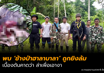 จนท.พบช้างป่าฮาลาบาลา ถูกยิงล้ม คาดตัดเอางา
