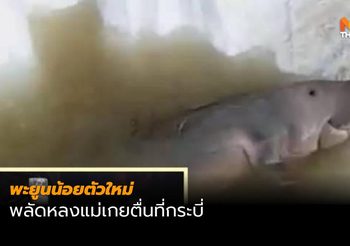 พบพะยูนน้อยตัวใหม่ พลัดหลงแม่เกยตื้นที่กระบี่ อยู่ในสภาพอิดโรย