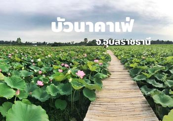 บัวนาคาเฟ่ แลนด์มาร์คใหม่ อุบลฯ จิบกาแฟ ชมบัว ปล่อยกายปล่อยใจไปกับธรรมชาติ