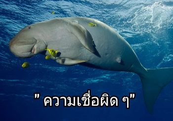วอนหยุดความเชื่อผิดๆ เนื้อ-กระดูก พะยูน ไม่ใช่ยาบำรุงกำลัง