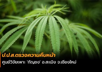 ป.ป.ส.ตรวจความคืบหน้า ศูนย์วิจัยเพาะ ‘กัญชง’ อ.สะเมิง จ.เชียงใหม่