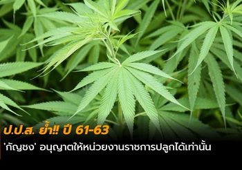 ป.ป.ส. ย้ำ!! ปี 61-63 ‘กัญชง’ อนุญาตให้หน่วยงานราชการปลูกได้เท่านั้น