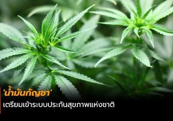‘น้ำมันกัญชา’ เตรียมเข้าระบบประกันสุขภาพแห่งชาติ