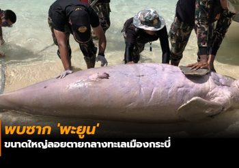 พบซาก ‘พะยูน’ ขนาดใหญ่ลอยตายกลางทะเลเมืองกระบี่