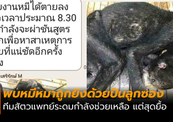 จนท.เข้าช่วยเหลือ หมีหมาถูกยิงด้วยปืนลูกซอง