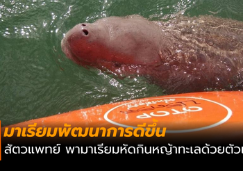 มาเรียมพัฒนาการดีขึ้น สัตวแพทย์พาหัดกินหญ้าด้วยตัวเอง