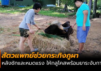 สัตวแพทย์ช่วยกระทิงภูผา หลังชักและหมดแรง เบื้องต้นพบระดับน้ำตาลต่ำ
