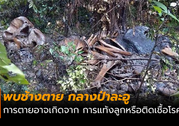 พบช้างตายในพื้นที่ติดกับป่าละอูบน คาดอาจเกิดจากการแท้งลูก