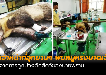 เร่งช่วยหมูหริ่ง! หลังบาดเจ็บ จากบ่วงดักสัตว์ของนายพราน