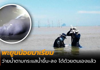 พะยูนน้อยมาเรียม ว่ายน้ำตามกระแสน้ำขึ้น-ลง ได้ด้วยตนเองแล้ว