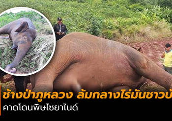 กรณีพบช้างป่าภูหลวง ล้มกลางไร่มันชาวบ้าน คาดโดนพิษไซยาไนด์