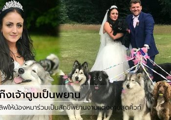 Love me Love my DOG คู่เลิฟให้แก๊งตูบ ร่วมเป็นสักขีพยาน ในวันแต่งงานสุดคิวท์