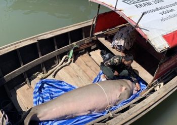 สุดเศร้า ! พบซากพะยูนเพศผู้เกยตื้นชายหาดจังหวัดกระบี่