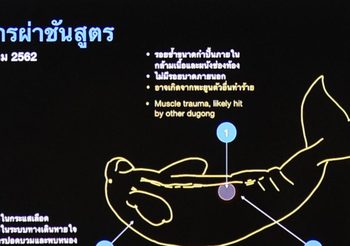 ทส. แถลงข่าวสรุปสาเหตุการตายพะยูน ‘มาเรียม’