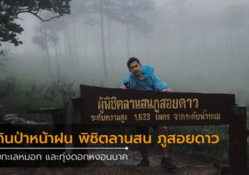 เดินป่าหน้าฝน พิชิตลานสน ภูสอยดาว ชมทะเลหมอก และดอกหงอนนาค