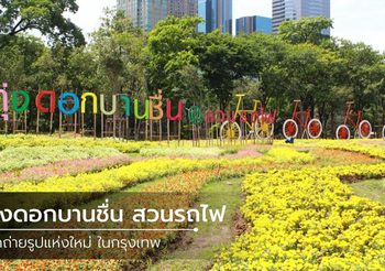 ทุ่งดอกบานชื่น สวนรถไฟ จุดถ่ายรูปแห่งใหม่ ในกรุงเทพ