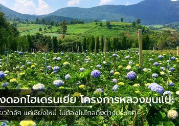 บานแล้ว! ทุ่งดอกไฮเดรนเยีย โครงการหลวงขุนแปะ งดงามดั่งต้องมนต์
