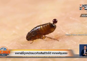แพทย์ชี้ถูก ‘หมัดแมว’ กัดเสียชีวิตได้ หากแพ้รุนแรง