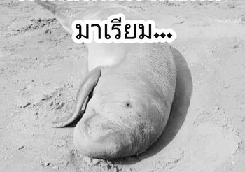 สุดยื้อ “มาเรียม” พะยูนกำพร้า ช็อก ตายลงแล้ว