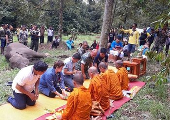 ฝังกลบช้างป่าเพศผู้วัย 4 ปี ถูกไฟช็อต ล้มกลางสวนผลไม้ชาวบ้าน