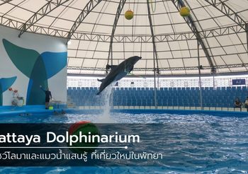 Pattaya Dolphinarium โชว์โลมาและแมวน้ำแสนรู้ ที่เที่ยวใหม่ในพัทยา