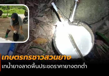 ชาวสวนยางเทน้ำยางประชด หลังขายไม่ได้ราคา