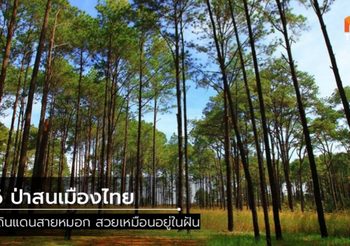 6 ป่าสนเมืองไทย ดินแดนสายหมอก สวยเหมือนอยู่ในฝัน