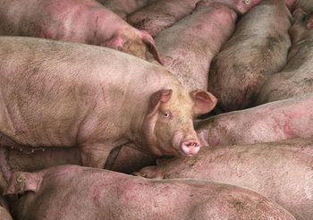 อหิวาต์แอฟริกาพ่นพิษ ปริมาณหมูในจีนลดลง 26 เปอร์เซ็นต์