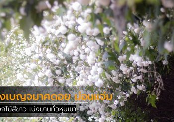 ทุ่งเบญจมาศดอย ดอกไม้สีขาว เบ่งบานสวย ที่ม่อนแจ่ม