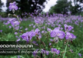 ทุ่งดอกหงอนนาค สีม่วงอร่าม บานแล้วที่ ศักดิ์สุภา รีสอร์ท จ.ปราจีนบุรี