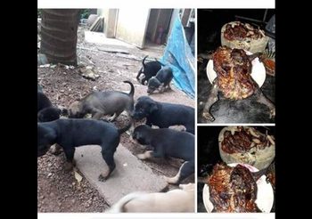 เผยเรื่องเศร้า จนท.ราชทัณฑ์ โพสต์ฆ่าลูกหมาย่างกิน ด้าน อธิบดีรับ เกิดขึ้นจริง!!