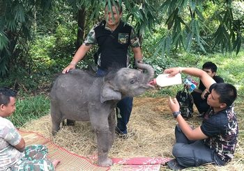 ลูกช้างป่าขี้อ้อน “น้องชบาแก้ว” ต้องได้กินนมช้าง กรมอุทยานฯ เร่งหาช้างแม่ลูกอ่อน