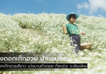 ทุ่งดอกเก๊กฮวย บ้านอมลอง ขาวสะพรั่งทั่วดอย เตรียมกล้องไปถ่ายรูปฟินๆ