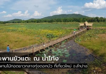 สะพานขัวแตะ ณ น้ำโท้ง ทอดยาวกลางทุ่งดอกบัว ที่เที่ยวใหม่ จ.ลำปาง