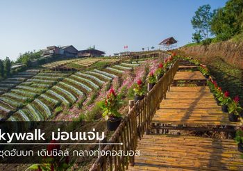 Skywalk ม่อนแจ่ม จุดชมวิวแห่งใหม่ ใส่ชุดฮันบก เดินชิลล์ กลางทุ่งคอสมอส
