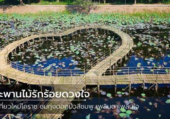 สะพานไม้รักร้อยดวงใจ ที่เที่ยวใหม่โคราช กลางทุ่งดอกบัวสีชมพู