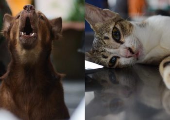 ปศุสัตว์นนทบุรี​ ประกาศเขตเฝ้าระวังโรคพิษสุนัขบ้า​