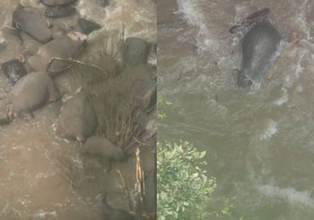 ประกาศปิด! น้ำตกเหวนรก หลังช้างป่าพลัดตก เสียชีวิต​ 6 ตัว​
