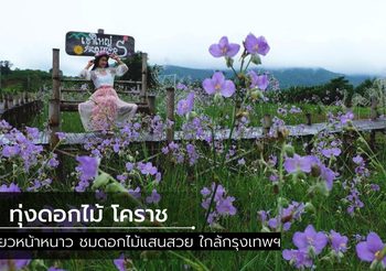 11 ทุ่งดอกไม้แสนสวย โคราช ปักหมุดไว้ หนาวนี้ไปเที่ยวกัน