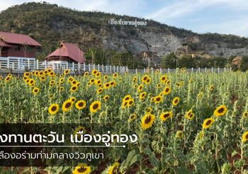 หนาวนี้ไปชม ทุ่งทานตะวัน เมืองอู่ทอง พิกัดใหม่ใกล้กรุงเทพฯ