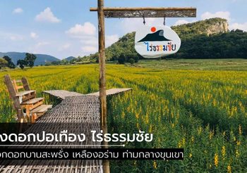 ทุ่งดอกปอเทือง ไร่ธรรมชัย จ.นครสวรรค์ บานสะพรั่งเหลืองอร่าม รับลมหนาว