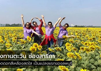 ทุ่งทานตะวัน ช่องสาริกา อวดดอกสีเหลืองสดใส เป็นแปลงแรกของลพบุรี