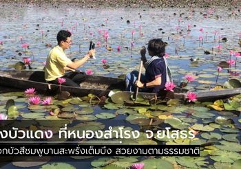 ทุ่งบัวแดงบ้านสำโรง จ.ยโสธร ชูช่อสีชมพูเต็มบึง สวยงามตามธรรมชาติ