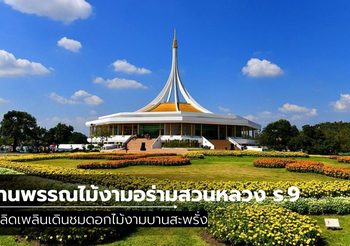 งานพรรณไม้งามอร่ามสวนหลวง ร.9 ครั้งที่ 32 เพลิดเพลินเดินชมดอกไม้งามบานสะพรั่ง