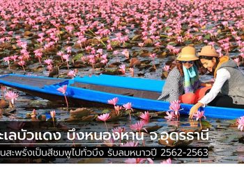 บานแล้ว! ทะเลบัวแดง บึงหนองหาน รับลมหนาว 2562-2563